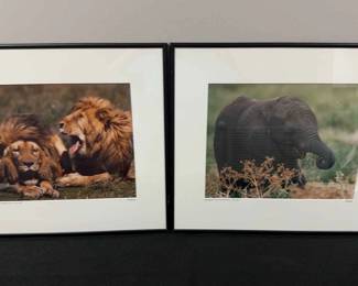 Carlton Ward Jr. African Elephant  Rulers Of The Serengetti