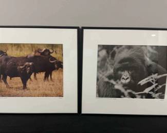 Carlton Ward Jr. Cape Buffalo Silverback