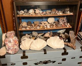 Hundreds of seashells to be found in various areas.