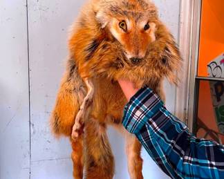 Animal head dress, Fox?