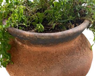 Porous Terra Cotta Pot wLive Plant 