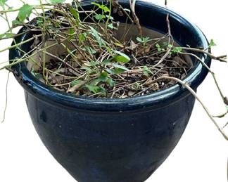 Heavy Earthenware Planter w Live Plant 