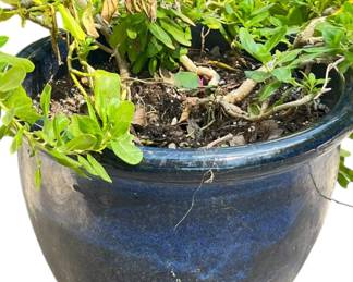 Dark BlueBlack Earthenware Pot w Live 