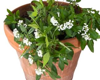 Terra Cotta Pot wLive Plant 