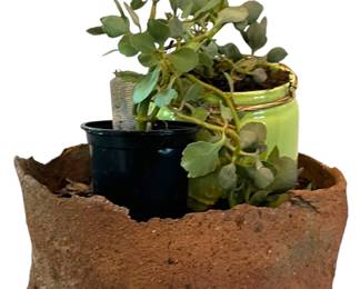 Terra Cotta Pot wLive Plant 