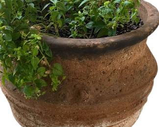 Porous Terra Cotta Pot wLive Plant 