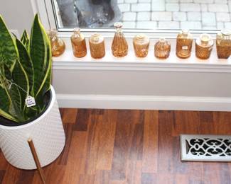 Snake plant and lots of small amber bottles.