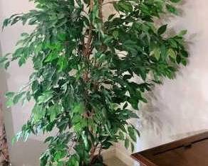 255 - Faux Tree in Pot 76" Tall
