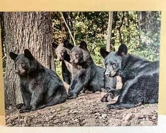 Harold Wilson Photography 3 The Bear Necessities