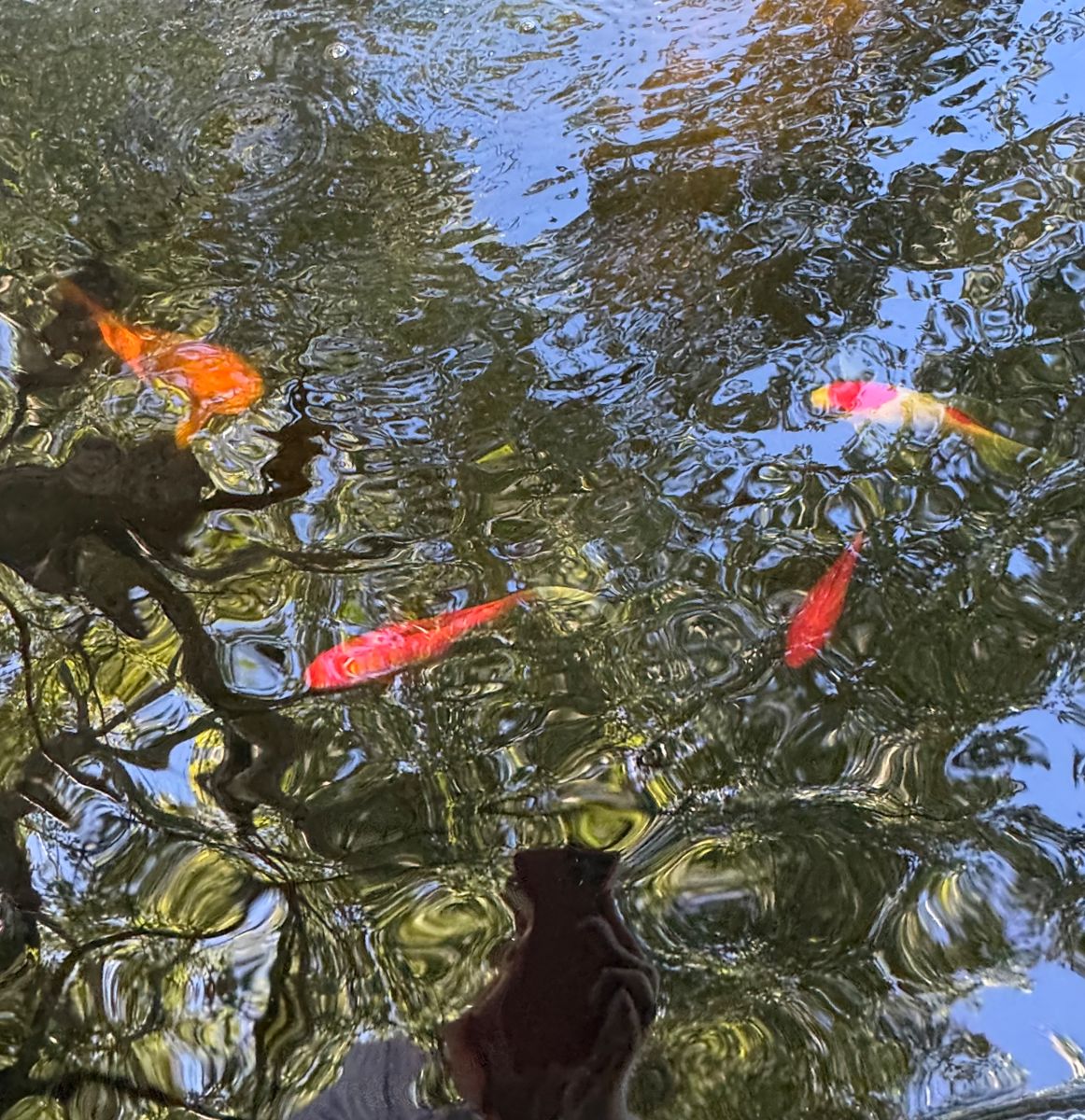 Koi Fish!!