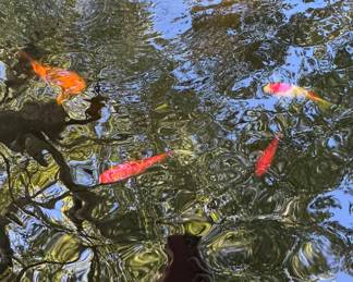 Koi Fish!!