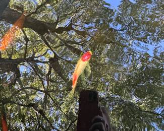 One colorful Koi!