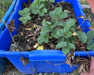 Strawberry Plants in Tub 