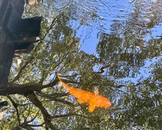 One large Koi!