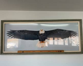 Huge Eagle photograph (5’ by 2’)