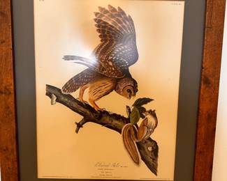 Beautiful framed print of a barn owl!