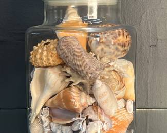 Jarred Sea Shell Collection