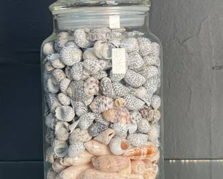 Jarred Sea Shell Collection
