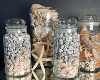Jarred Sea Shell Collections 