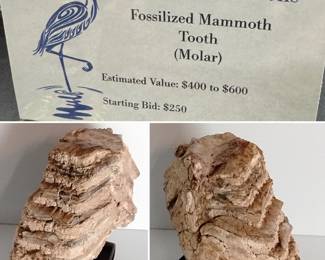 LOT #3: Genuine Fossilized Mammoth Tooth