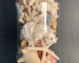 Jarred Sea Shell Collection