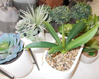 Succulent decor 