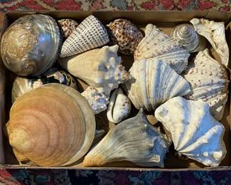 One of several shell collections.