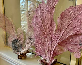 Coral 