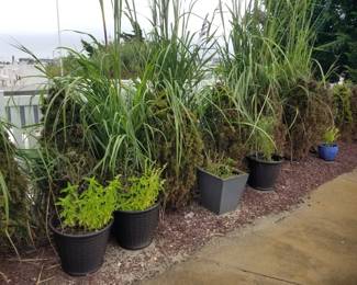 Plant & grasses