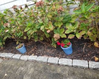 Belgian blocks; hydrangeas