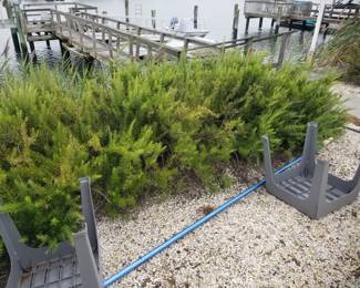 Shrubs