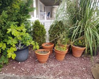 Plants & shrubs; fig tree