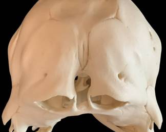 TwoHeaded Calf Skull Replica