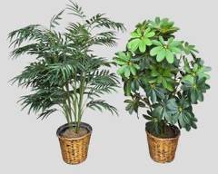 Pair Faux Plants in Baskets