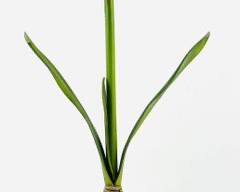 Vibrant Red Faux Amaryllis Bulb in Flower Pot