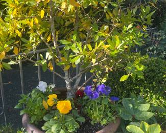 Another of the beautiful pots for sale during in person sale hours Friday and Saturday.