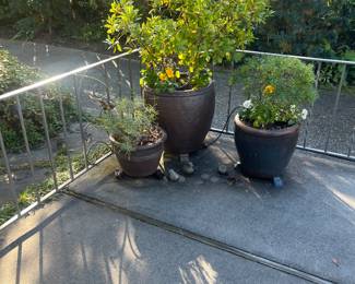 Several beautifully planted pots. For sale during in person sale hours Friday and Saturday.