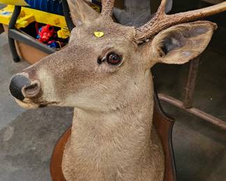 DEER MOUNT