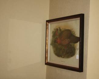 J. Gould antique bird prints