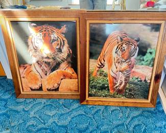 tiger pictures