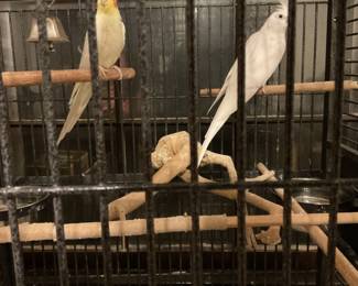 Two Cockatiels under 3 years old in heavy cage with all items.