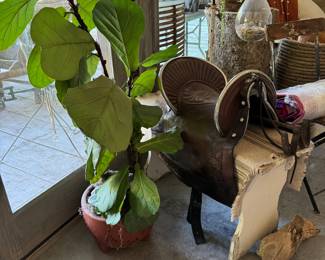 Fiddle Leaf Fig and saddle