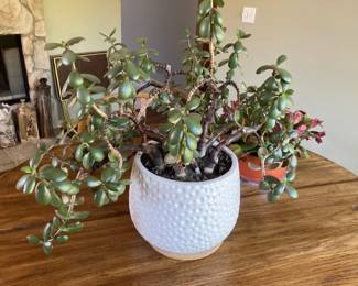 Large Jade plant in white pot