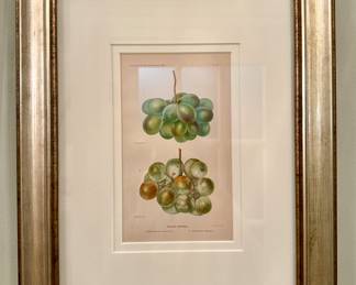 "Raisin Grapes" Framed Print