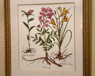 Fraxinella Botanical Print