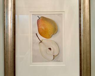"Douglas Pear" Framed Print