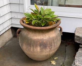 handled planter, hosta