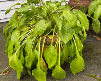 hosta, planter