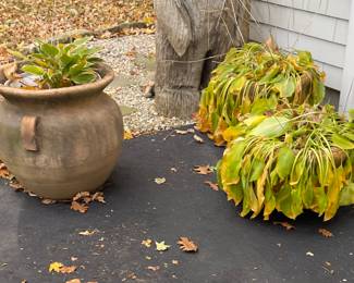 Hosta in planter, handled planter