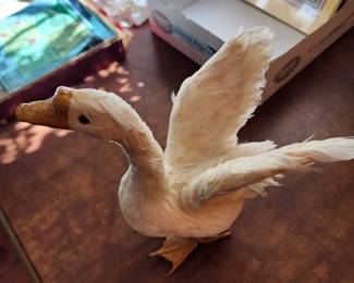 Real feathered duck
